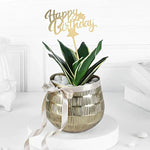 Sansevieria Birthday Planter